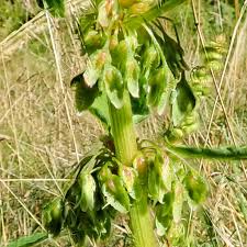 Attēlu rezultāti vaicājumam “Rumex obtusifolius”