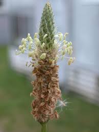 Attēlu rezultāti vaicājumam “Plantago lanceolata flower”