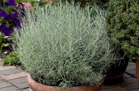Image result for Helichrysum lindleyii
