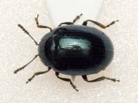 Attēlu rezultāti vaicājumam “Phaedon cochleariae”