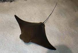 Image result for Rhinoptera bonasus