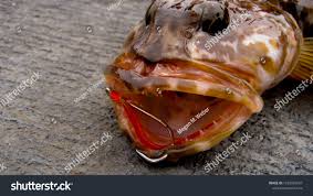 Image result for Ophiodon elongatus