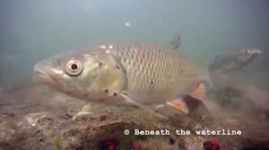 Image result for Squalius cephalus