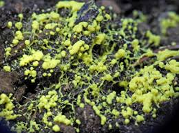 Attēlu rezultāti vaicājumam “Fuligo gyrosa”