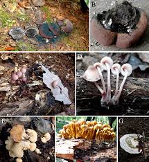 Attēlu rezultāti vaicājumam “Elmerina caryae”