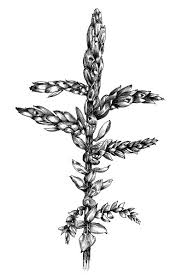 Attēlu rezultāti vaicājumam “Pleurozium schreberi sporophyte”