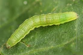 Attēlu rezultāti vaicājumam “Plusia festucae”