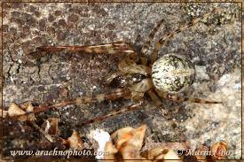 Attēlu rezultāti vaicājumam “Metellina merianae”