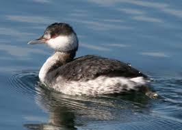 Image result for Podiceps auritus