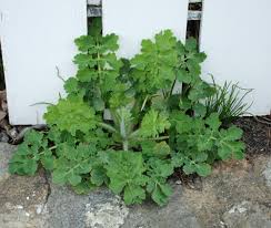 Image result for Chelidonium majus