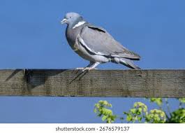 Image result for Columba palumbus