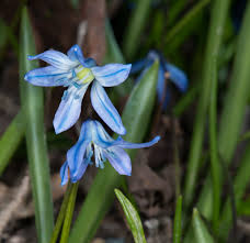 Attēlu rezultāti vaicājumam “Scilla siberica bud”