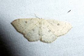 Attēlu rezultāti vaicājumam “Cyclophora albipunctata”