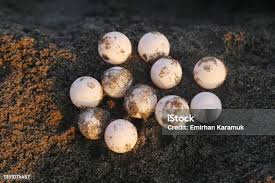 Attēlu rezultāti vaicājumam “Lycogala exiguum aggr. sessile”