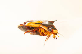 Attēlu rezultāti vaicājumam “Dytiscidae”