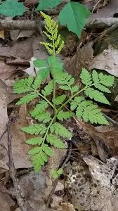 Attēlu rezultāti vaicājumam “Botrychium virginianum”