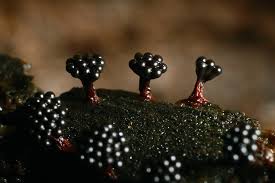 Attēlu rezultāti vaicājumam “Metatrichia vesparia stalked”