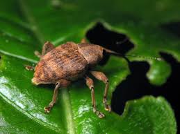 Attēlu rezultāti vaicājumam “Curculio venosus”