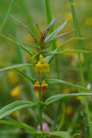 Attēlu rezultāti vaicājumam “Melampyrum sylvaticum”