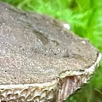 Attēlu rezultāti vaicājumam “Porphyrellus porphyrosporus”