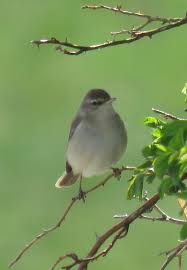 Image result for Hippolais caligata