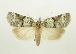 Attēlu rezultāti vaicājumam “Nycteola sp.”