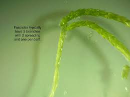 Attēlu rezultāti vaicājumam “Sphagnum girgensohnii”