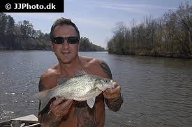 Image result for Morone chrysops