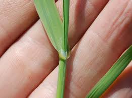 Attēlu rezultāti vaicājumam “Alopecurus pratensis fruit”