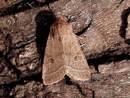 Attēlu rezultāti vaicājumam “Orthosia cerasi”