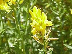 Image result for Genista tinctoria