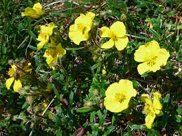 Attēlu rezultāti vaicājumam “Helianthemum nummularium leaf”