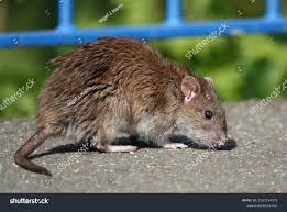 Attēlu rezultāti vaicājumam “Rattus norvegicus”