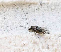 Attēlu rezultāti vaicājumam “Psococerastis gibbosa”