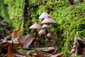 Attēlu rezultāti vaicājumam “Mycena purpureofusca”
