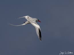 Image result for Phaethon aethereus