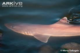 Image result for Mustelus canis