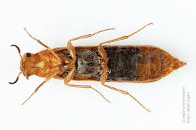 Attēlu rezultāti vaicājumam “Hylecoetus dermestoides male”