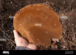 Attēlu rezultāti vaicājumam “Phellinus nigricans”