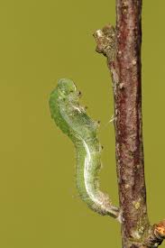 Attēlu rezultāti vaicājumam “Anthocharis cardamines underside”