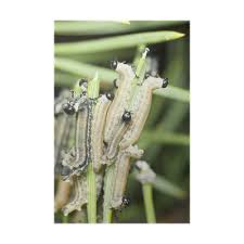 Attēlu rezultāti vaicājumam “Neodiprion sertifer larva”