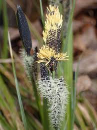 Attēlu rezultāti vaicājumam “Carex lasiocarpa female flower”