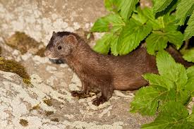 Attēlu rezultāti vaicājumam “Mustela vison”