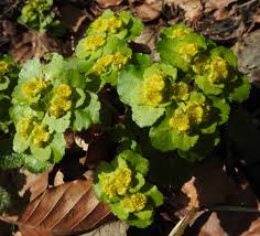 Attēlu rezultāti vaicājumam “Chrysosplenium alternifolium leaf”