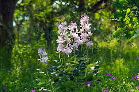 Image result for Diptam