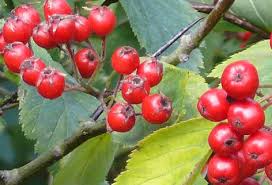 Attēlu rezultāti vaicājumam “Crataegus submollis fruit”