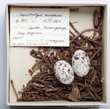 Attēlu rezultāti vaicājumam “Caprimulgus europaeus eggs”