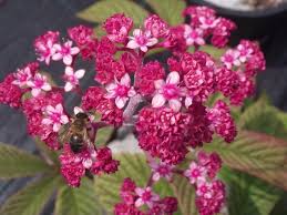 Image result for Rodgersia chocolate wings