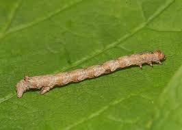 Attēlu rezultāti vaicājumam “Colotois pennaria”