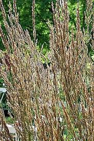 Attēlu rezultāti vaicājumam “Calamagrostis stricta”
